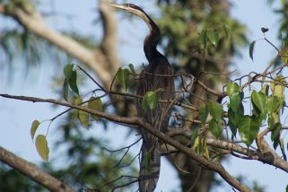 Anhinga rufa - Afrikanischer Schlangenhalsvogel (Afrika-Schlangenhalsvogel, Afrikan. Schlangenhalsvogel)